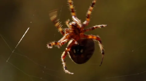 Spider Spins A Web! Stock Footage 60990986