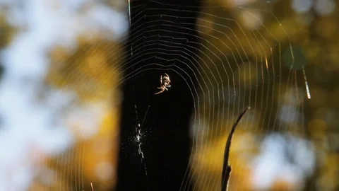 Spider Spins a Web Stock Footage 118345046