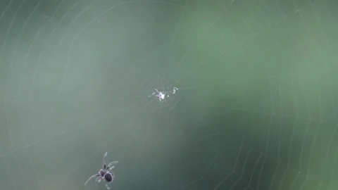 Spider spins a web Video stock 136734601