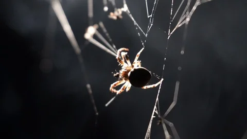 Spider spins a web in macro 動画素材 93170900