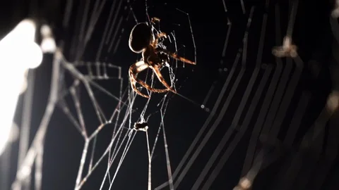Spider spins a web in macro Vídeo Stock 93171066