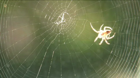 Spider Spins Web Time Lapse Stock Footage