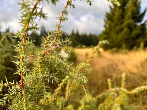 The spider spun a thick web on the branches of the bush Stock-Fotos