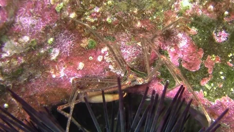 Spider squat lobster Video stock 78500422