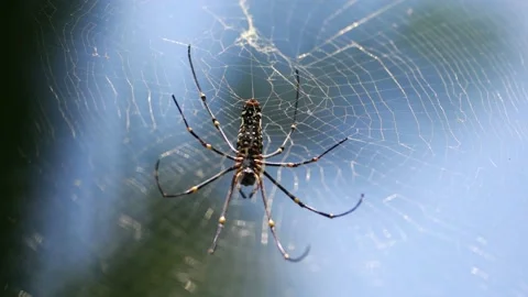 Spider in Sri Lanka Stock Footage 174920164
