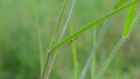 The spider stands with its back on the spider web on green blur background Stock Footage 320856576