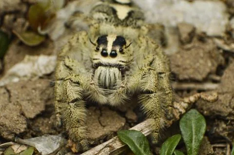 Spider stare Stock Photos