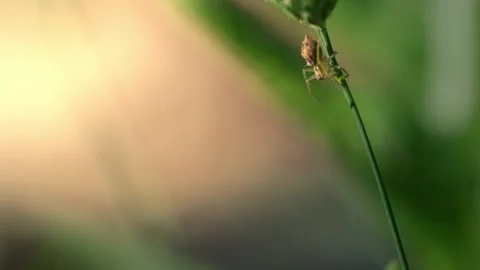 Spider on a stem in morning light, slow motion Stock Footage 338162371