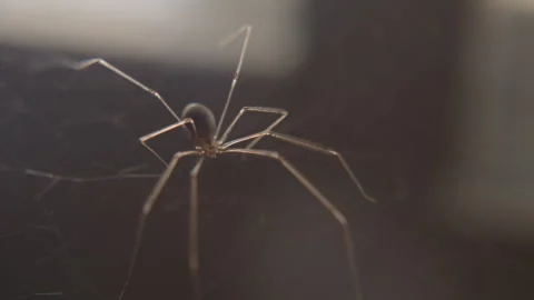 Spider Still 4kUHD LUT Stock Footage 276428436