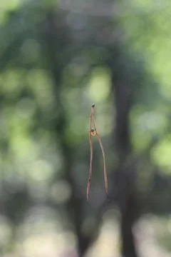 Spider on stilts Stock Photos