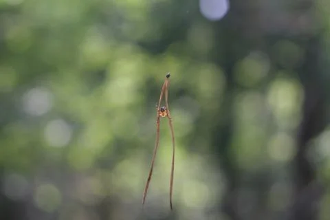 Spider on stilts Stock Photos