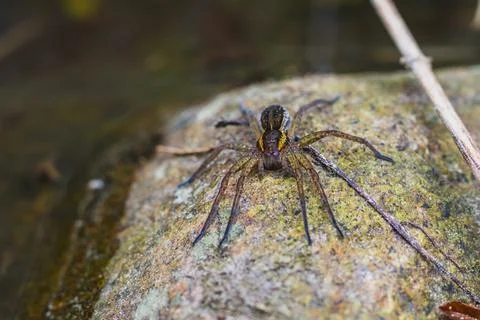 Spider on a stone by a stream Stock-Fotos