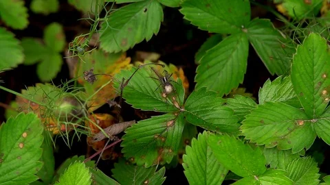 Spider on strawberry leaves Stock Footage 97960256