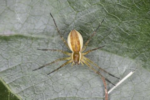 Spider stretches the net under the leaf Stock Photos