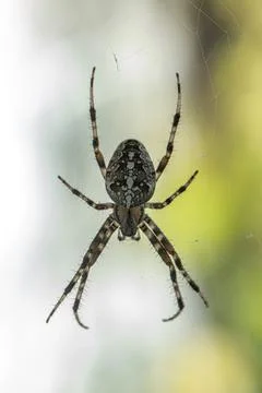 A Spider with a striped pattern waiting for its prey Stock Photos