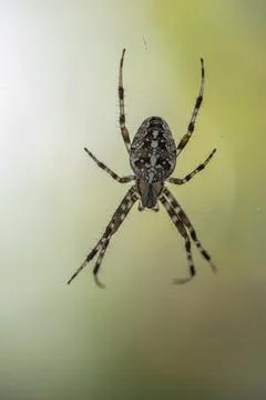 A Spider with a striped pattern waiting for its prey Stock Photos