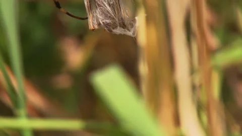 Spider sucks prey in the web Stock Footage 314851542