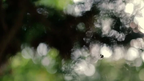 Spider in summer sun lights with bokeh \ blurry background. Video stock 76561518