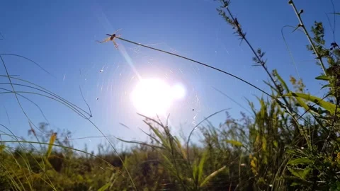 Spider in the Sun Stock Footage 156948695