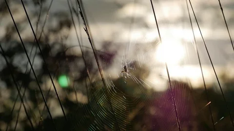Spider in sunlight (4K) Stock Footage 78154703