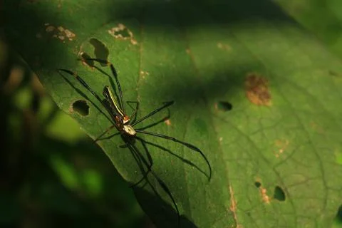 Spider on Sunlit Leaf Stock Photos