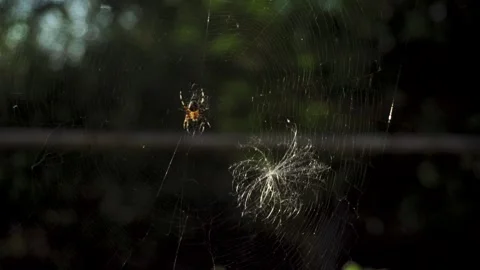 Spider on Sunlit Web Against Dark Natural Background Stock Footage 345979593