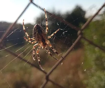 Spider at sunset Foto stock