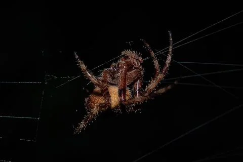 Spider Suspended In Silk Web Foto stock
