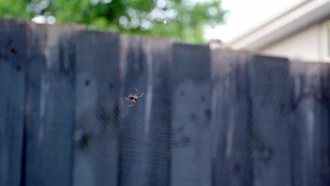 Spider Suspended in Web Against Backyard Fence Video stock 323681694