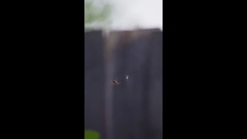 Spider Suspended in Web Against Backyard Fence Stock Footage 323681709