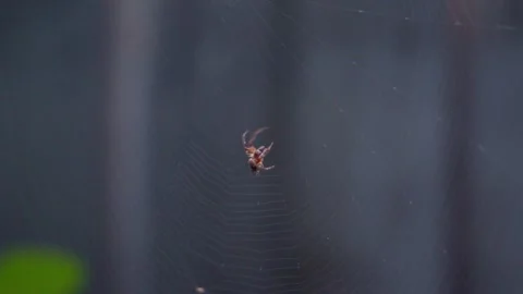 Spider Suspended in Web Against Backyard Fence Video stock 323681710