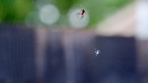 Spider Suspended in Web Against Backyard Fence Stock Footage 323681724