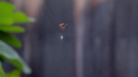 Spider Suspended in Web Against Backyard Fence Video stock 323681727