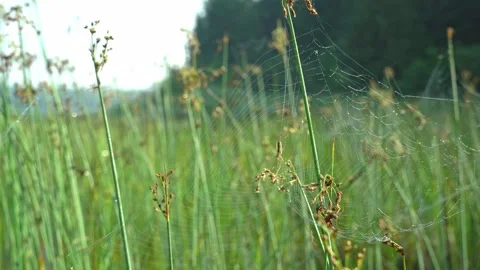 Spider swaying slowly in her web Stock Footage 324568133
