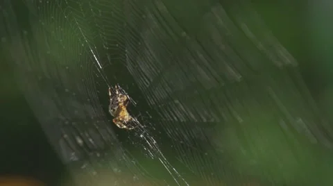 SPIDER ON SWAYING WEB CLOSEUP Stock Footage