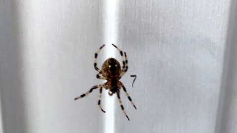 A spider swinging on the web and moving its legs. Stock Footage 127859545