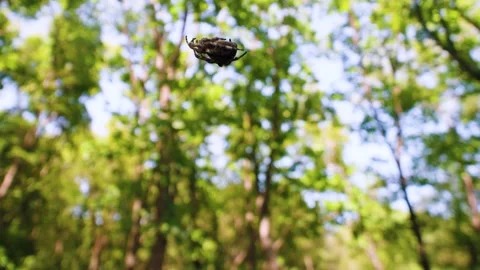 A spider swings on a web in a deciduous forest Stock Footage 308380983