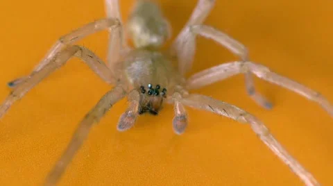 Spider Takes a Step Back Stock Footage 4886116