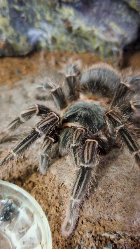 Spider Tarantula After Molting. Spider Lasiodora Parahybana or Brazilian Sa.. Stock Footage 338187195