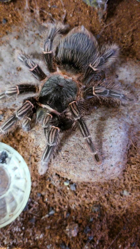 Spider Tarantula After Molting. Spider Lasiodora Parahybana or Brazilian Sa.. Stock Footage 342418809