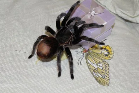 Spider tarantula curly. Stock Photos