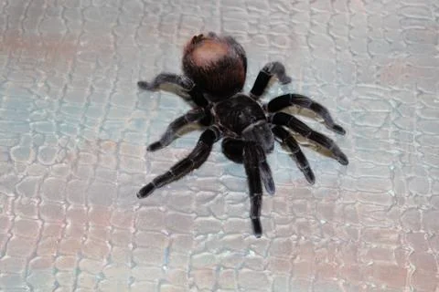 Spider tarantula curly. Stock Photos
