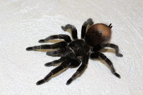 Spider tarantula curly. Stock Photos