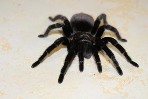 Spider tarantula curly. Stock Photos