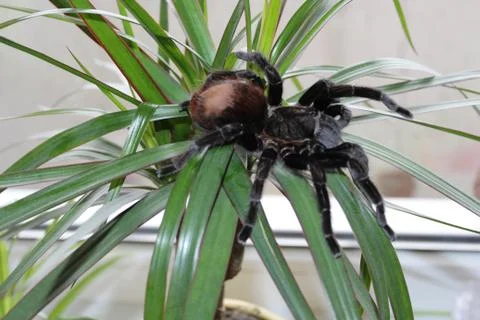 Spider tarantula curly. Stock Photos