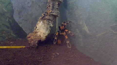 Spider tarantula. Video stock 172295225