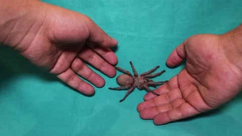 Spider tarantula on green background. Tarantula isolated. holding wild tarantula Stock Footage 141369510