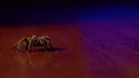 Spider tarantula halloween Video stock 253599798