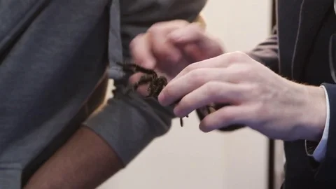 Spider tarantula in his hands Stock Footage 83450477