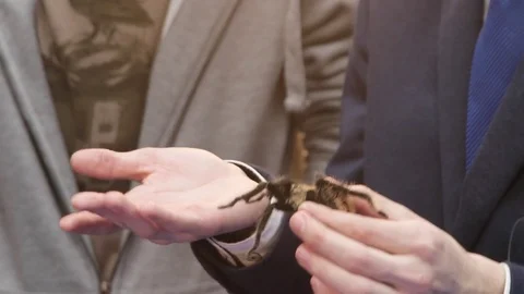 Spider tarantula holds Stock Footage 83450488